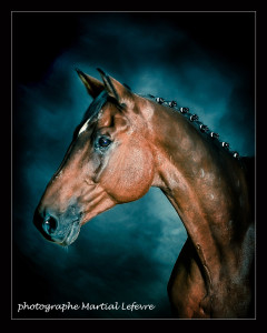 Photographe chevaux belgique